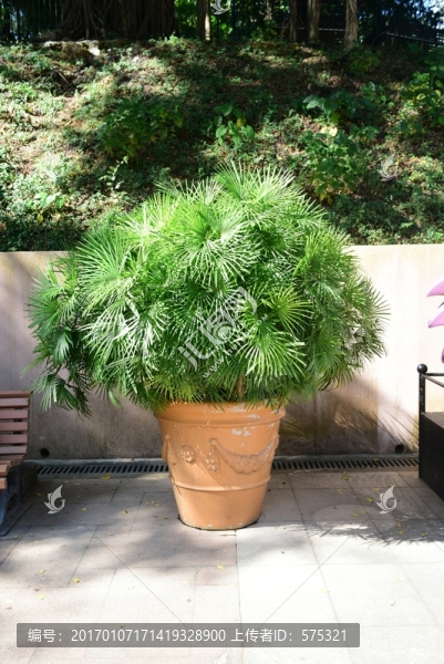 盆景盆栽