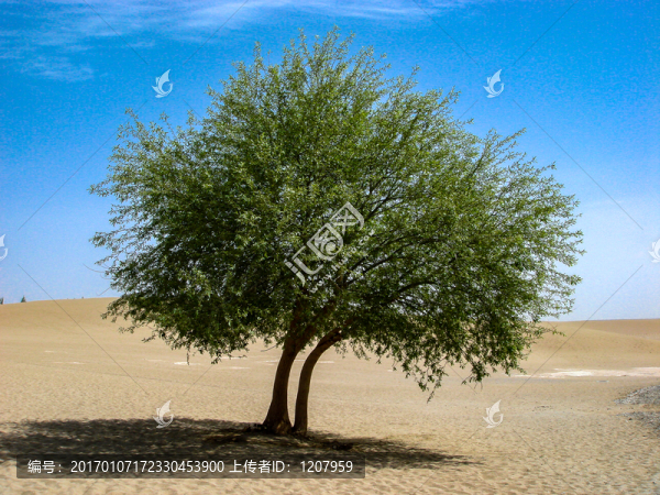 沙漠獨樹