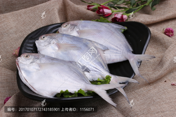 鯧魚(yú)