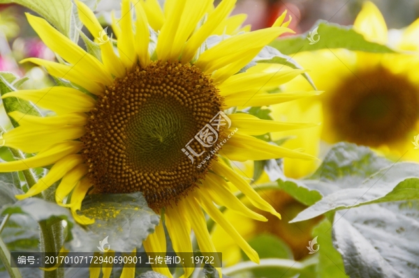 向日葵-匯圖網(wǎng) www.fosd68.com 向日葵