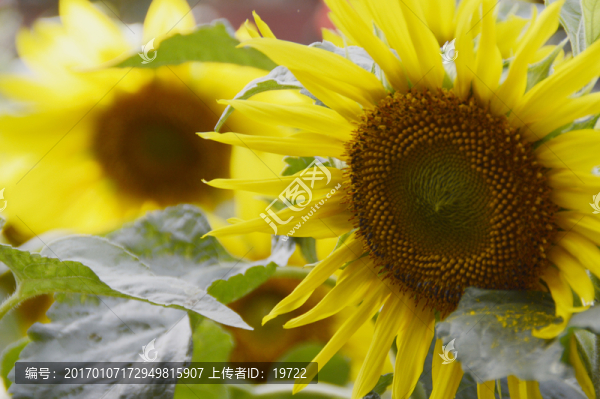 向日葵-匯圖網(wǎng) www.fosd68.com 向日葵