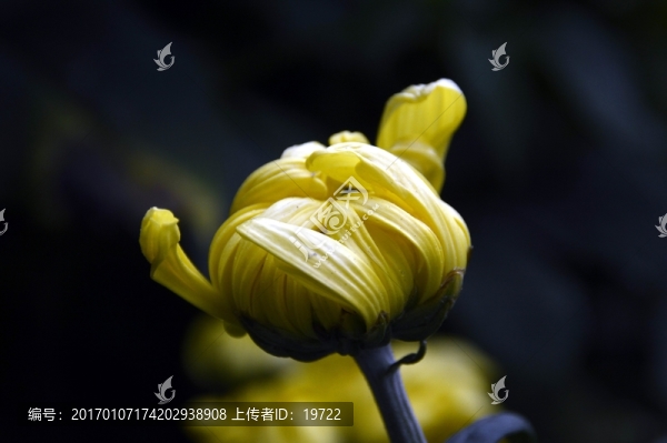 菊花-匯圖網(wǎng) www.fosd68.com 菊花