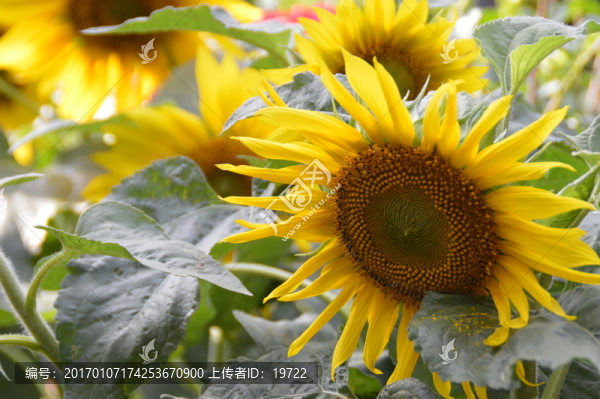 向日葵