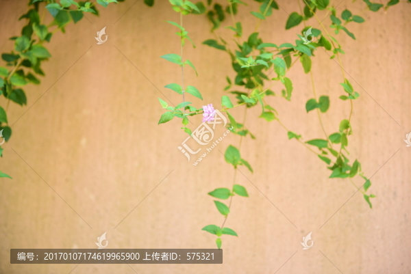 粉墻綠葉