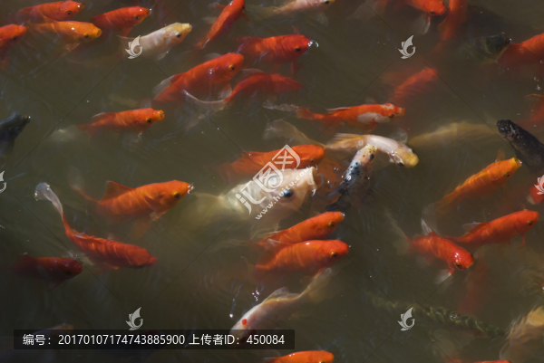 紅錦鯉魚-匯圖網(wǎng) www.fosd68.com 紅錦鯉魚