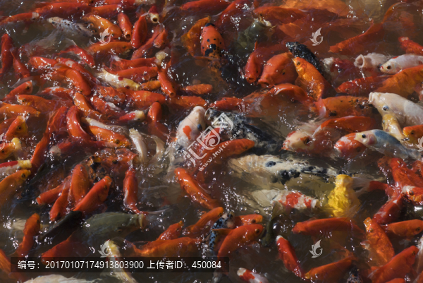 紅魚