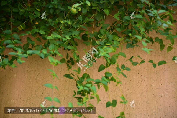 粉墻綠葉