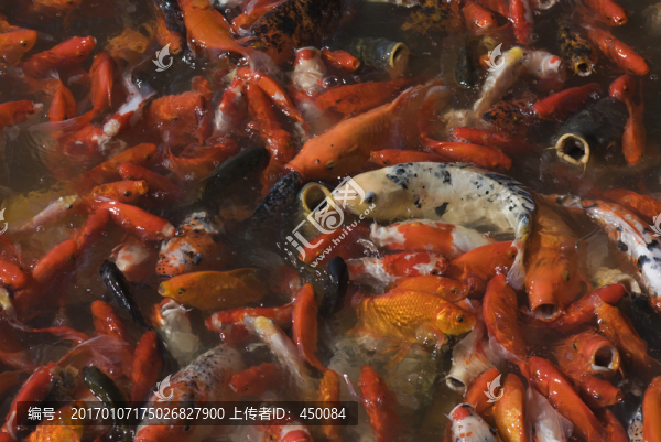 紅魚-匯圖網(wǎng) www.fosd68.com 紅魚