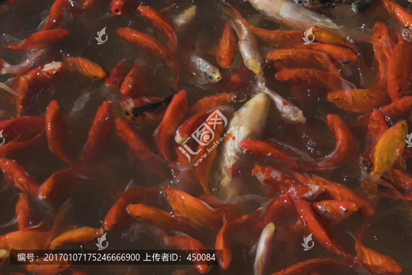 紅魚(yú)