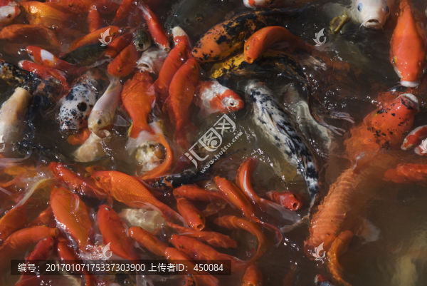 紅魚(yú)