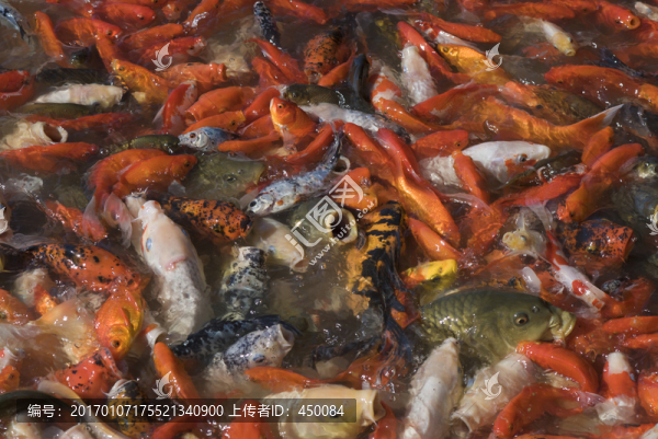 紅魚