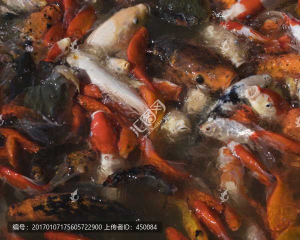 紅魚