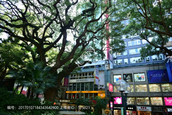 大樹(shù),古樹(shù)-匯圖網(wǎng) www.fosd68.com 大樹(shù),古樹(shù)