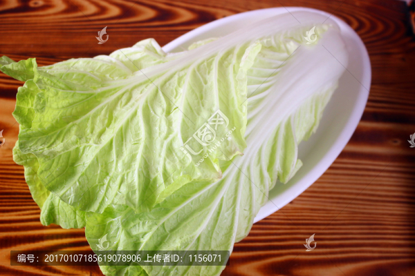 大白菜