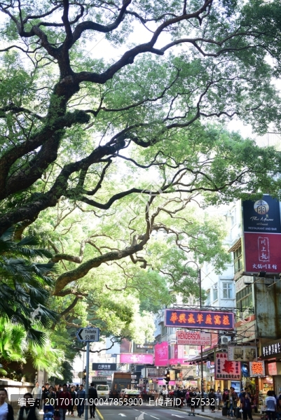 大樹,古樹