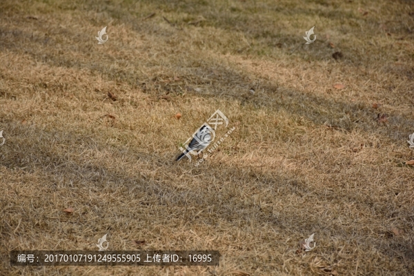 草地上的鳥-匯圖網(wǎng) www.fosd68.com 草地上的鳥