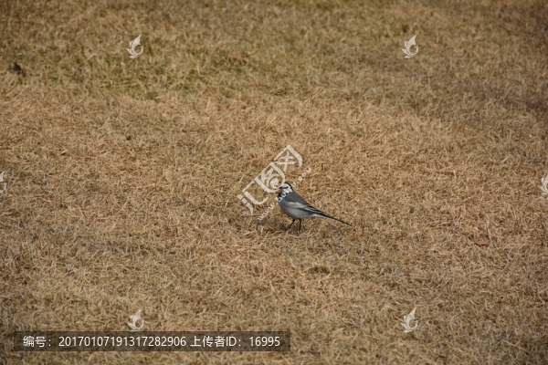草地上的鳥