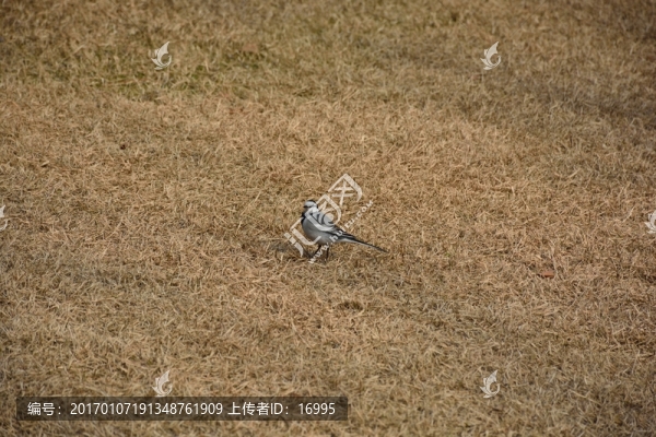 草地上的鳥