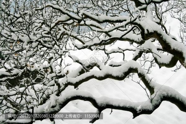 雪