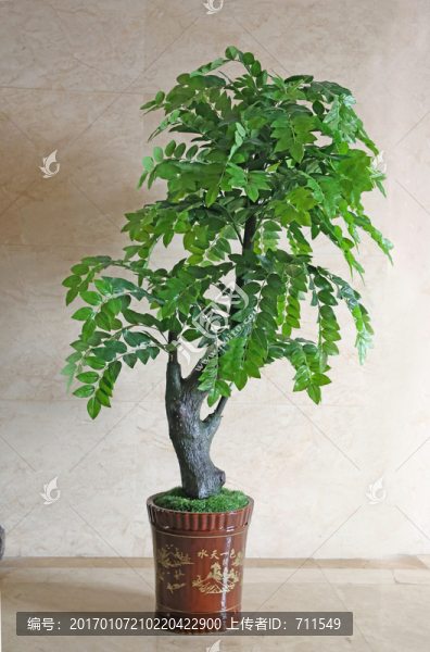 發(fā)財(cái)樹盆栽植物