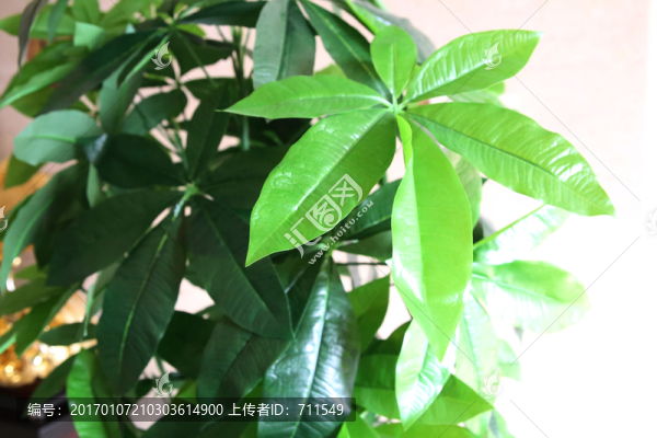 發(fā)財樹綠葉