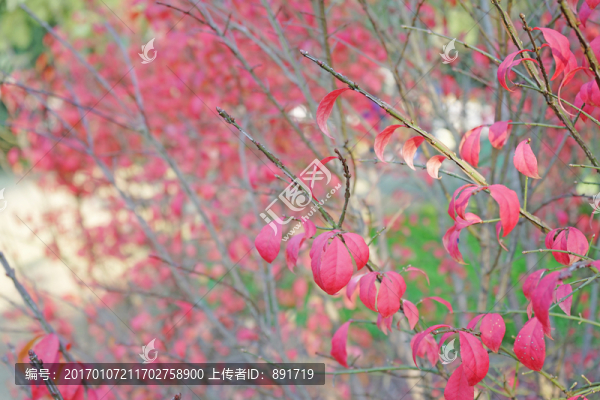 紅色的樹葉,紅葉