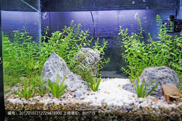 魚缸,水族箱造景