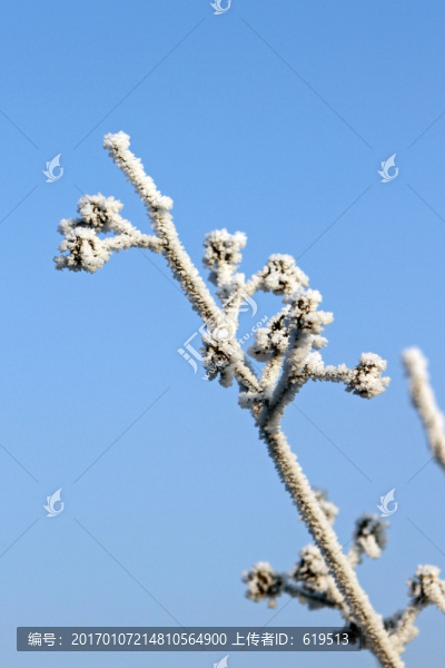 霧凇中的樹枝枝葉