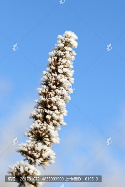 霧凇中的樹枝枝葉