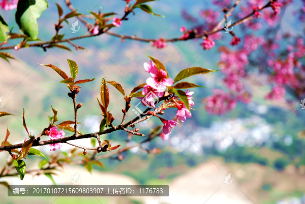 冬櫻花