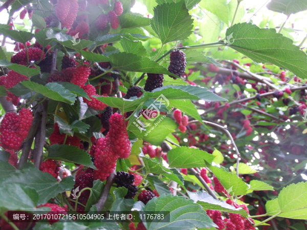 桑果