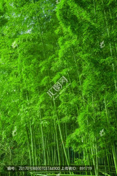 陽(yáng)光竹林,竹海,綠竹林,翠竹林