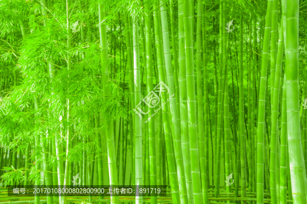 陽光竹林,竹海,綠竹林,翠竹林