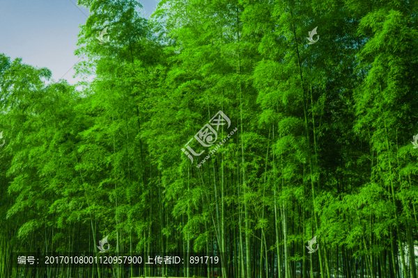 陽光竹林,竹海,綠竹林,翠竹林