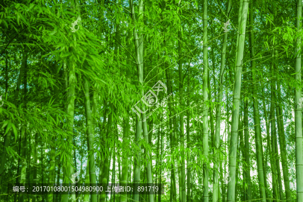 竹林素材,竹林背景