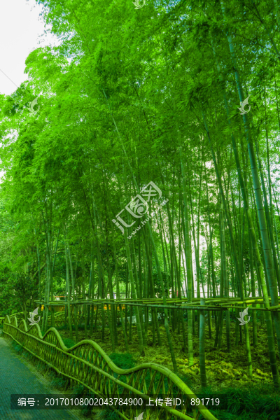 竹林背景,高清竹林