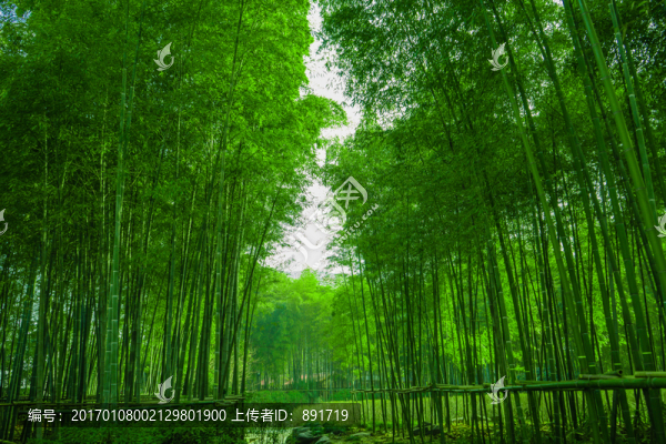 竹林背景,高清竹林