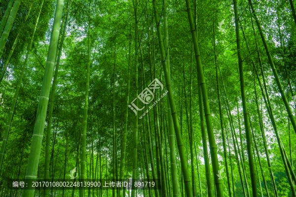 竹林背景,高清竹林