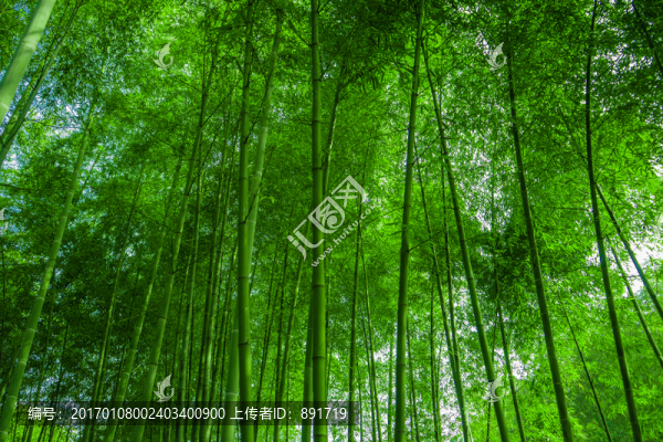 竹林背景,高清竹林