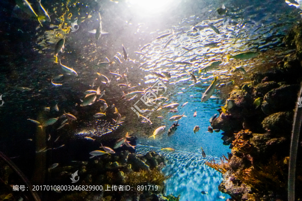 海底世界,海底魚(yú)群