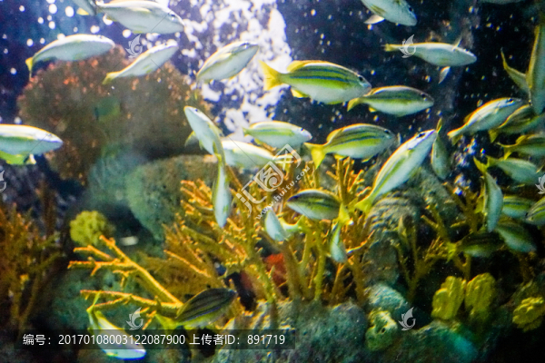 海底世界,海底魚群