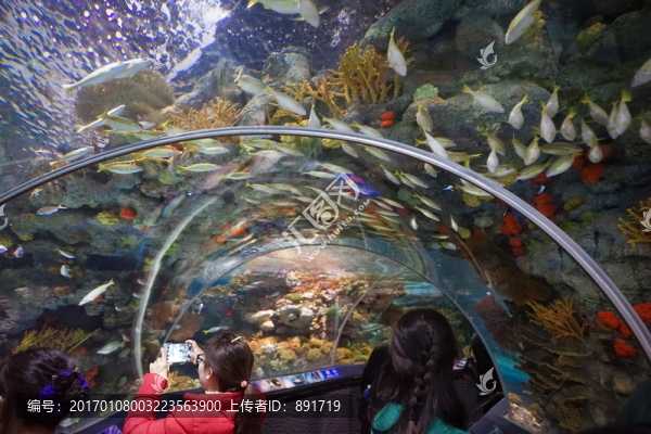 海底世界,海底魚群