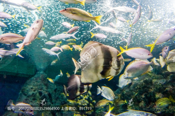 海底世界,海底魚(yú)群