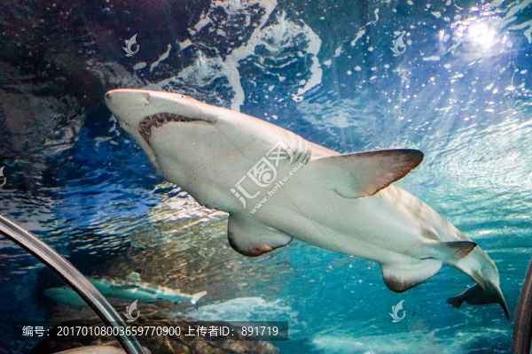 海底世界,海底魚群,大白鯊