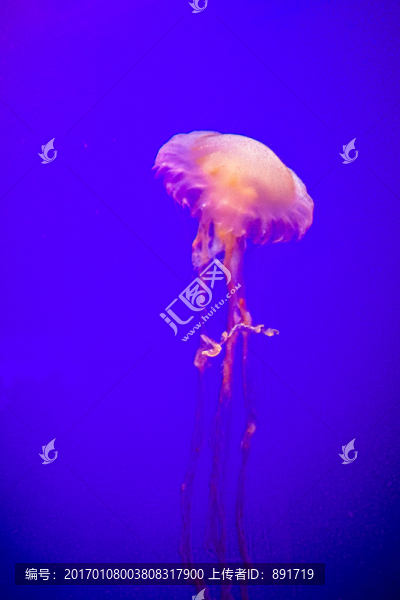 夢幻水母,水母素材,大水母