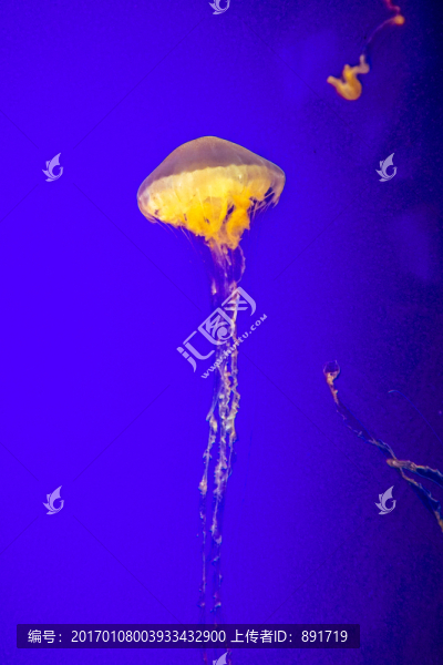 夢幻水母,水母素材,大水母