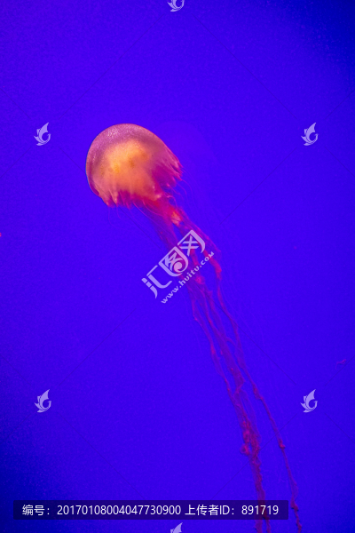 夢幻水母,水母素材,大水母