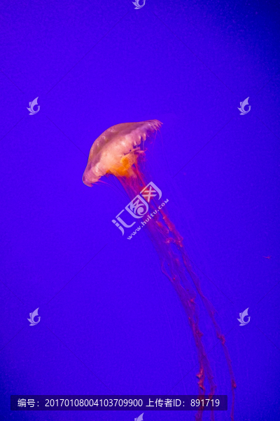 發(fā)光水母,漂浮水母,漂亮的水母