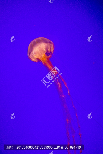 發(fā)光水母,漂浮水母,漂亮的水母