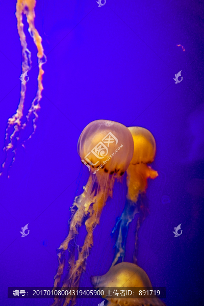 發(fā)光水母,漂浮水母,漂亮的水母